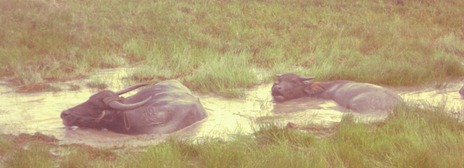 Two Water Buffalos